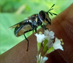 Copestylum marginatum