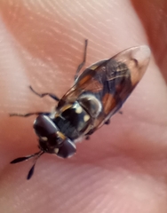 Copestylum marginatum