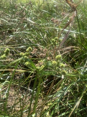 Cyperus virens