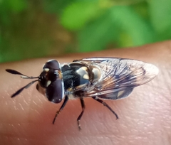 Copestylum marginatum