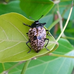 Cypherotylus annulipes