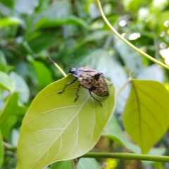 Cypherotylus annulipes