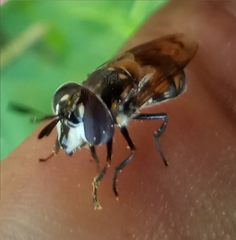 Copestylum marginatum