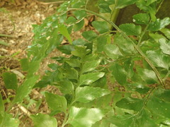 Asplenium dimorphum
