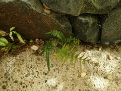 Pteris vittata