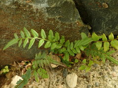 Pteris vittata