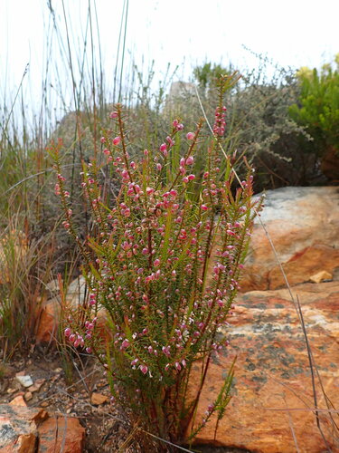 Image of Muraltia juniperifolia by (c) Ren Hoekstra, some rights reserved (CC BY)