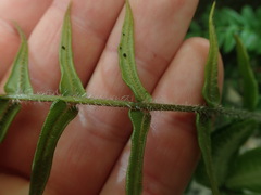 Pteris vittata