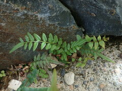 Pteris vittata