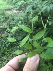 Oplismenus hirtellus setarius