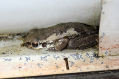 Litoria balatus
