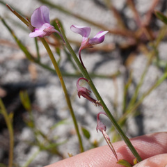 Indigofera ionii