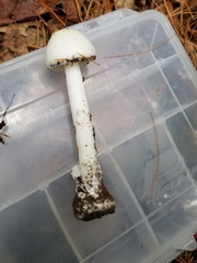 Amanita suballiacea