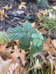 Rubus oklahomus