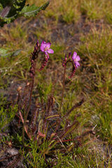 Drosera capensis