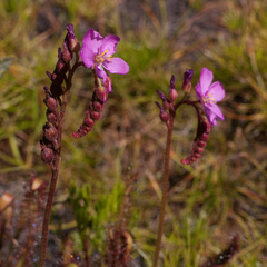Drosera capensis