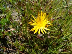 Lampranthus reptans