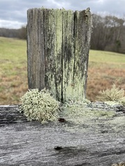 Cladonia leporina