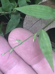 Oplismenus hirtellus setarius