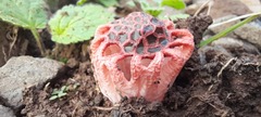 Colus hirudinosus