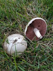 Agaricus braendlei