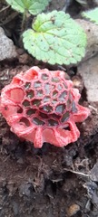 Colus hirudinosus