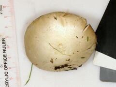 Agaricus braendlei