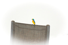 Passerina leclancherii