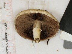 Agaricus braendlei