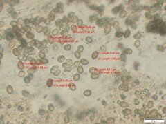 Agaricus braendlei
