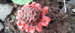 Colus hirudinosus