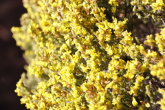 Aspalathus ericifolia ericifolia