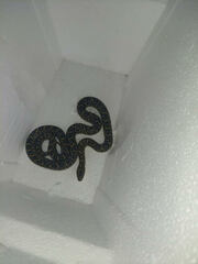 Lampropeltis holbrooki