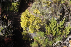 Aspalathus ericifolia ericifolia