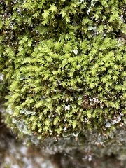 Aulacomnium androgynum