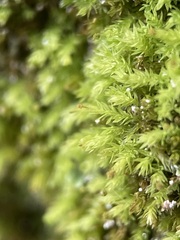 Aulacomnium androgynum