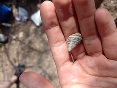 Drymaeus poecilus
