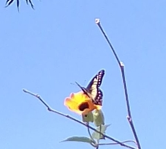 Catasticta nimbice