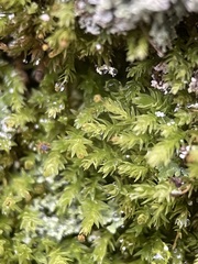 Aulacomnium androgynum