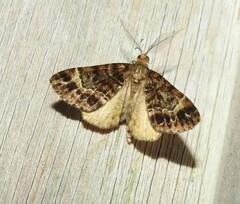 Pseudocoremia productata