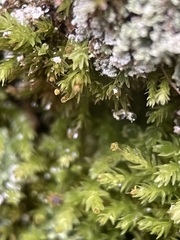 Aulacomnium androgynum