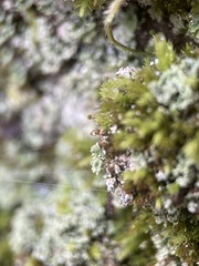 Aulacomnium androgynum