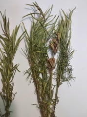 Dracocephalum austriacum
