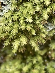 Aulacomnium androgynum