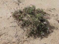 Limoniastrum monopetalum