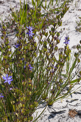Aristea rigidifolia