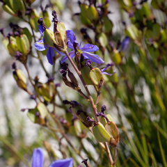 Aristea rigidifolia