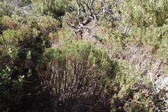 Euryops abrotanifolius