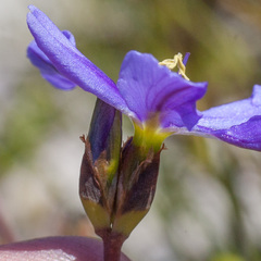 Aristea rigidifolia
