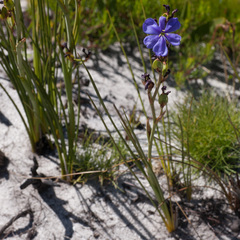 Aristea rigidifolia